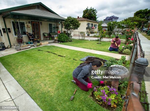 Sonia Rivera and her husband Omar add moisturizing soil around plants growing next to the front lawn of their home on Folsom St. In East Los Angeles....