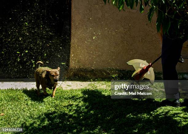 Pedro Perez cuts the grass in front of his home on Sheridan St. In Boyle Heights as his dog Pistachio, a chihuahua/mix, walks by. Its going to be a...