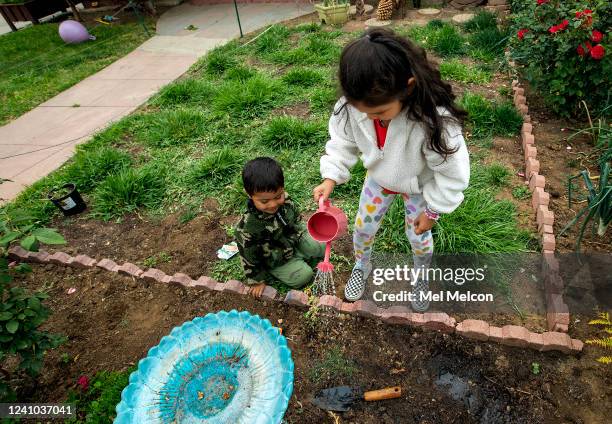 Erick Garcia watches as his sister Aryanna waters newly planted watermelon seeds growing next to the front lawn of their home on Folsom St. In East...