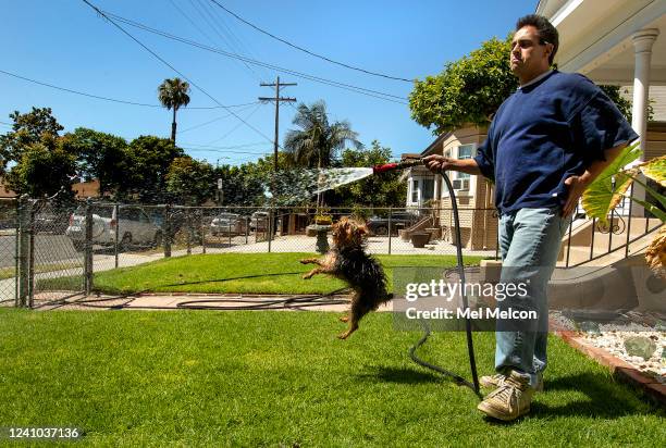 Paul Ramirez waters the front lawn at his home on St. Louis St. In Boyle Heights, as his dog Bandit, a 2 year old Yorkshire terrier, jumps for joy....