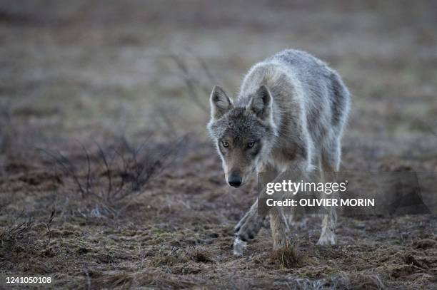 Eastern European Wolves Eastern Wolf Photos and Premium High Res Pictures - Getty Images