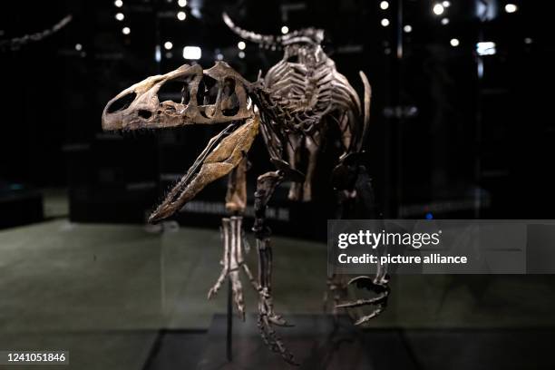 June 2022, Bavaria, Denkendorf: The skeleton of a young allosaur is in the Dinosaur Museum Altmühltal. According to the museum, it is the original...