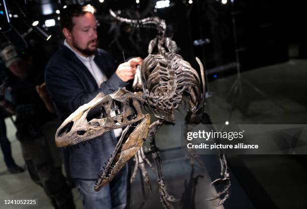 June 2022, Bavaria, Denkendorf: Frederik Spindler, scientific director, stands next to a skeleton of a young allosaur in the Dinosaur Museum...