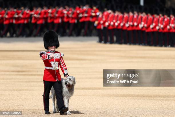 The mascot Irish wolfhound dog of the Irish Guards, a regiment of the Household Division Foot Guards, walks with its handler during the Trooping the...