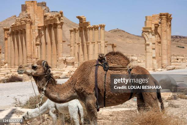 Camels graze near the ruins of Syria's Roman-era ancient city of Palmyra on May 9, 2022.