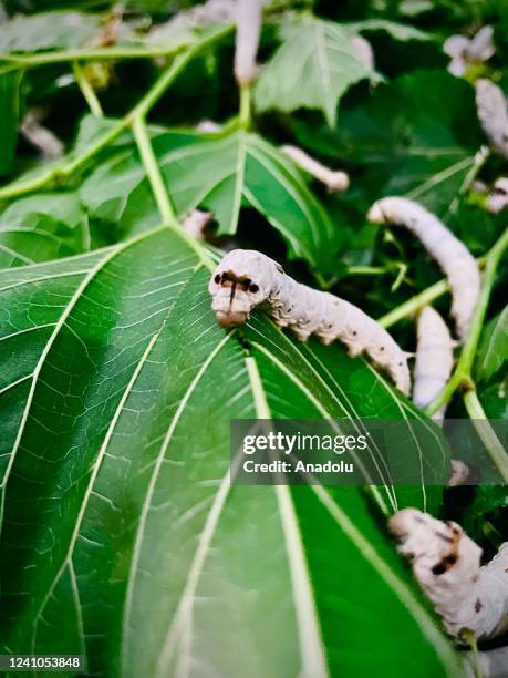 Close-up of a silkworm on a leaf in the rural Agacli District of Diyarbakir's Kulp district, in Turkiye on June 02, 2022.