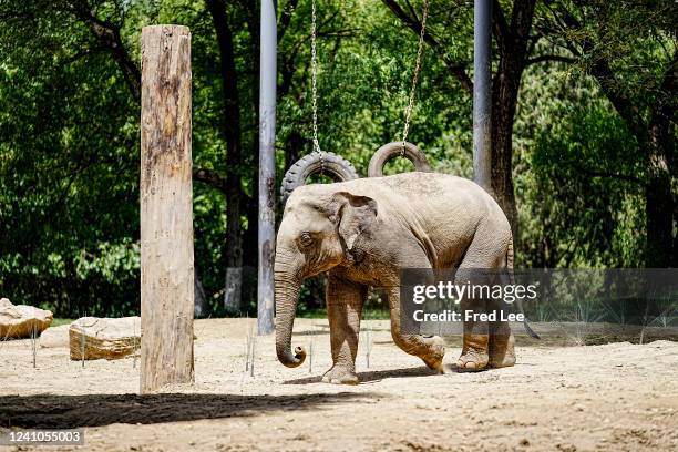 Baby elephant is playing at Beijing Wildlife Park on June 02, 2022 in Beijing, China.