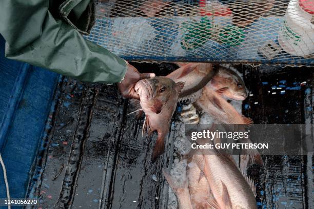 Fisherman holds a white grouper from the first catch of the day in Dakar on May 23, 2022. - As the season changes and the temperature increases...