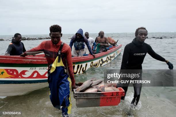 Fishermen carry a large basket of white grouper from the boat up to a buyer on the beach in Dakar on May 23, 2022. - As the season changes and the...