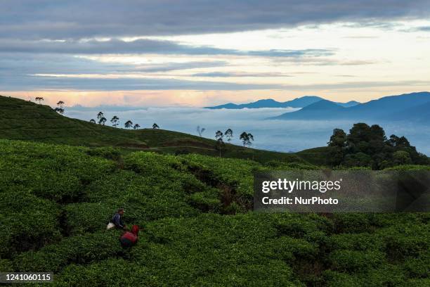 Farmer picks tea leaves at a tea plantation in Tugu Utara Village, Regency Bogor, West Java province, Indonesia on 2 June, 2022.