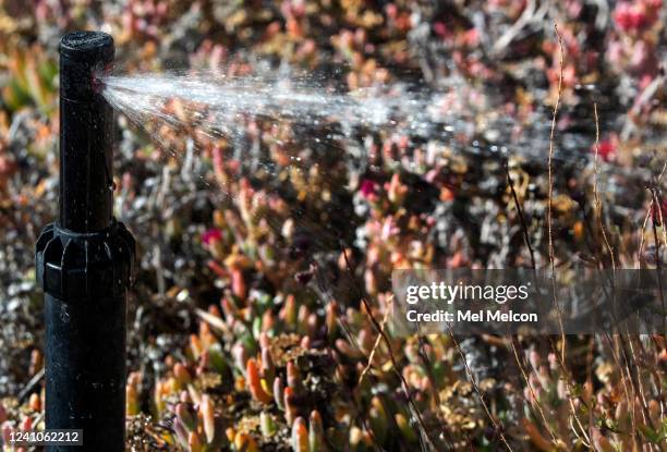 Photograph shows the amount of water coming out of a sprinkler before a water flow restrictor device was installed on a water meter during a...