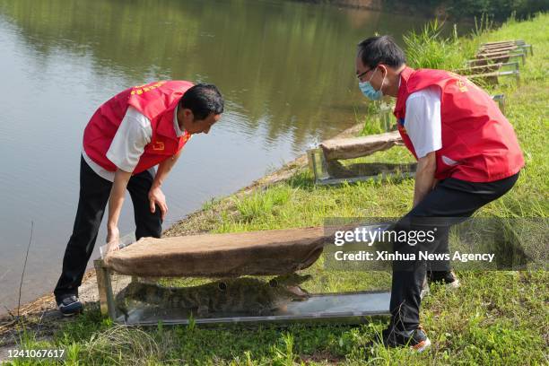Staff members prepare to set an artificially-bred Chinese alligator free to the wild at a national nature reserve in Langxi County, east China's...
