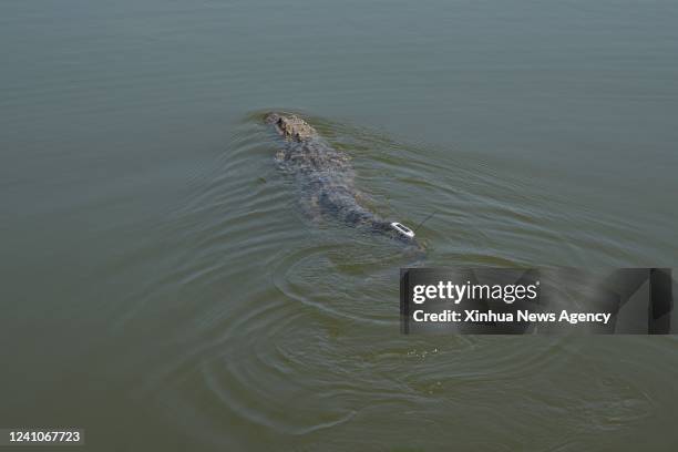 Photo taken on June 2, 2022 shows an artificially-bred Chinese alligator released to a pond at a national nature reserve in Langxi County, east...