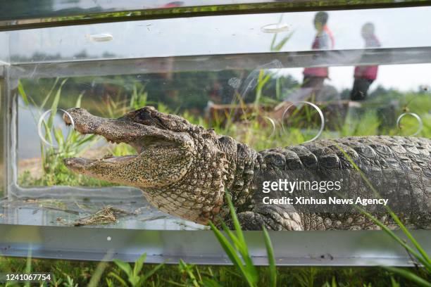 Photo taken on June 2, 2022 shows an artificially-bred Chinese alligator to be released to the wild at a national nature reserve in Langxi County,...