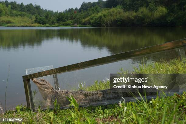 Photo taken on June 2, 2022 shows an artificially-bred Chinese alligator to be released to the wild at a national nature reserve in Langxi County,...