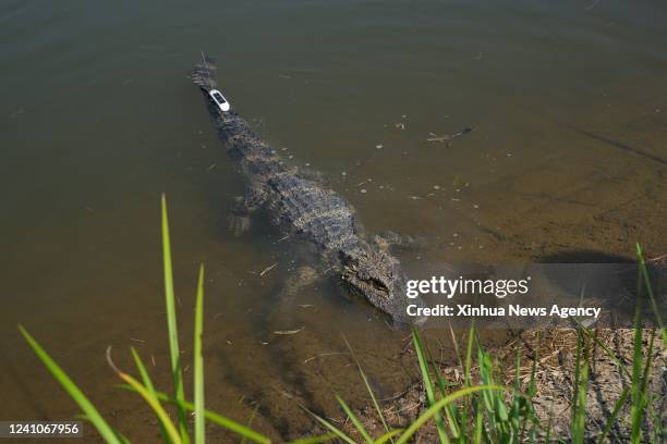 Released artificially-bred Chinese alligator is seen in a pond at a national nature reserve in Langxi County, east China's Anhui Province, June 2,...