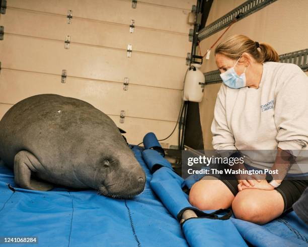 Maggie Mariolas, a SeaWorld animal rescue specialist, chaperones Corleone, a rehabilitated manatee, as he is transported in a box truck back to his...