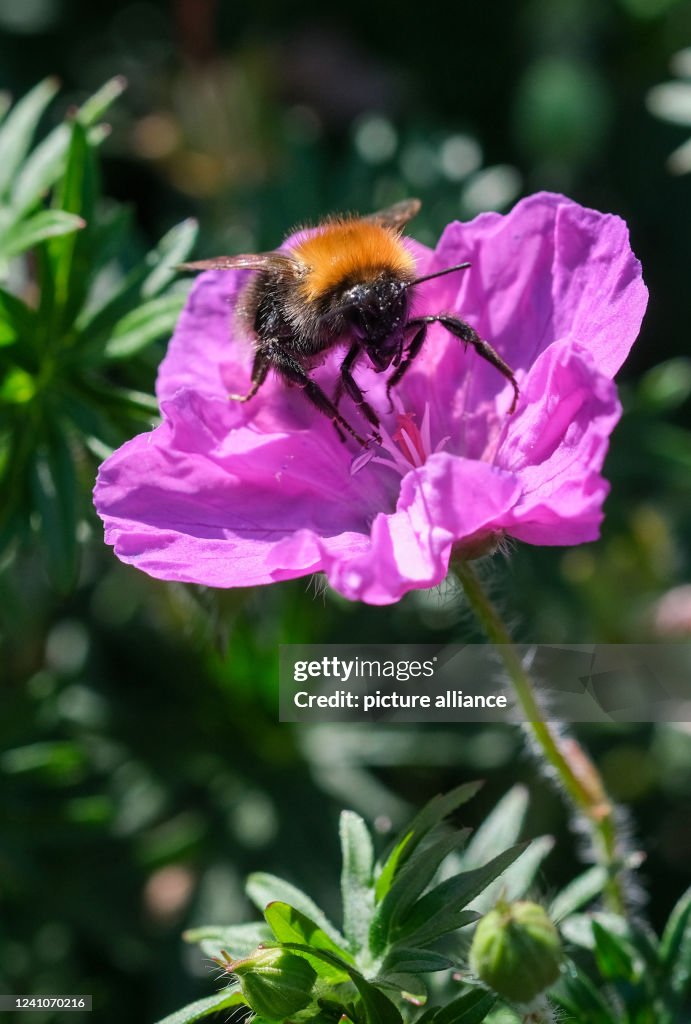 Gig Insect A bumblebee sits on a flower while counting insects at the NABU... News ...
