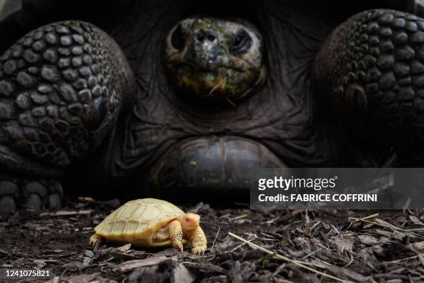 Picture taken on June 3, 2022 shows a unique albinos Galapagos giant tortoise baby, born on May 1, next to its mother at the Tropicarium of Servion,...
