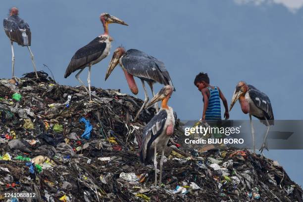 Boy searches for recyclable materials next to greater adjutant storks at a garbage dumpsite in Guwahati on June 4, 2022.