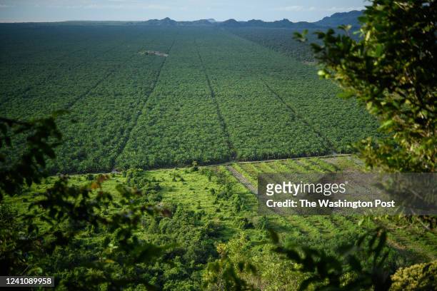 Palm oil plantation on converted peat land, visible from a hill with a remnant patch of rainforest in Simunjan, Sarawak, Malaysia, in September 2021.