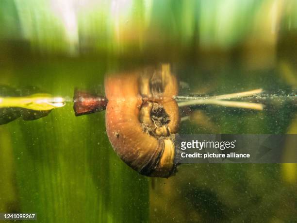 May 2022, Lower Saxony, Brunswick: The empty shell of a ramshorn snail floats below the water surface in a garden pond. Photo: Stefan Jaitner/dpa