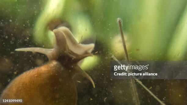 May 2022, Lower Saxony, Brunswick: A pointed horn snail swims below the water surface in a garden pond. Photo: Stefan Jaitner/dpa