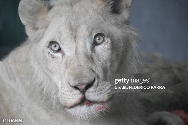 South African white lion rests in a quarantine cage after it was brought from the Czech Republic along with three other white lions to the Caricuao...