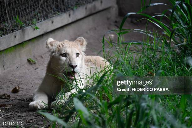 South African white lion cub rests in a cage after it was brought from the Czech Republic along with three other white lions to the Caricuao Zoo, in...