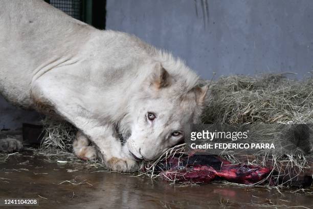 South African white lion eats in a quarantine cage after it was brought from the Czech Republic along with three other white lions to the Caricuao...
