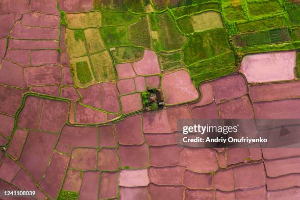 Patterns In Rice Field Rice Field Pattern Photos and Premium High Res Pictures - Getty Images