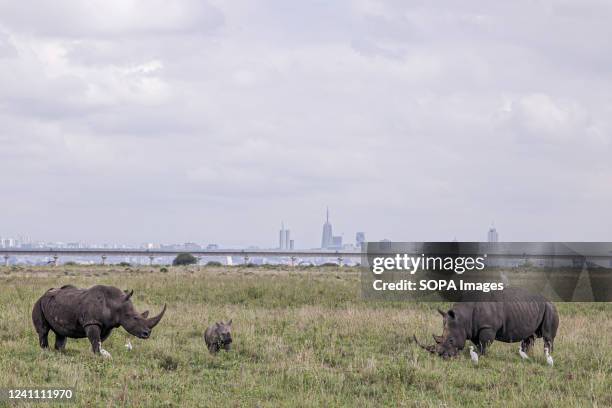 Two black rhinos and a calf, an endangered species, graze at the Nairobi National park with Nairobi city in the background. Located approximately...