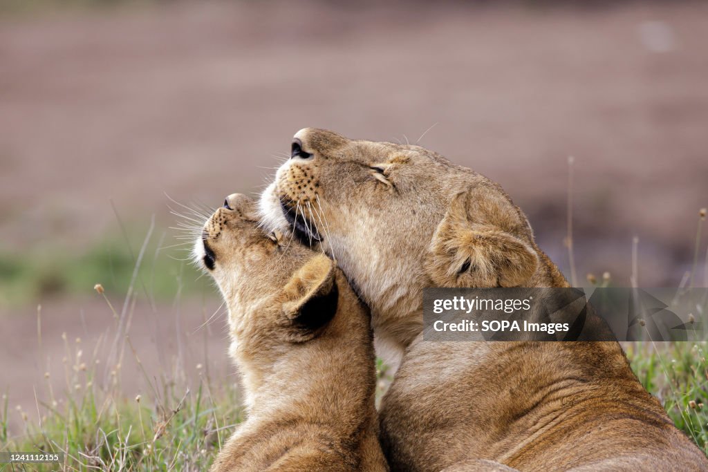 A lion cub and its mother cuddle at the Nairobi National...