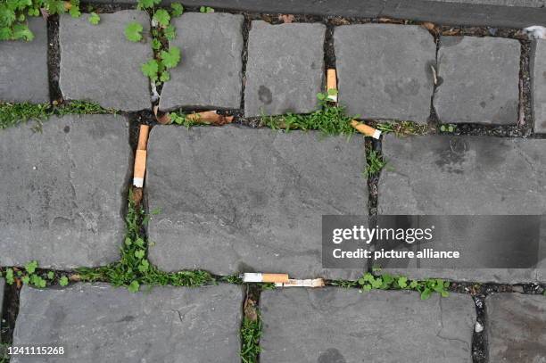 June 2022, North Rhine-Westphalia, Cologne: carelessly discarded cigarette butts, cigarette filters, cigarette butts lying between paving stones on...