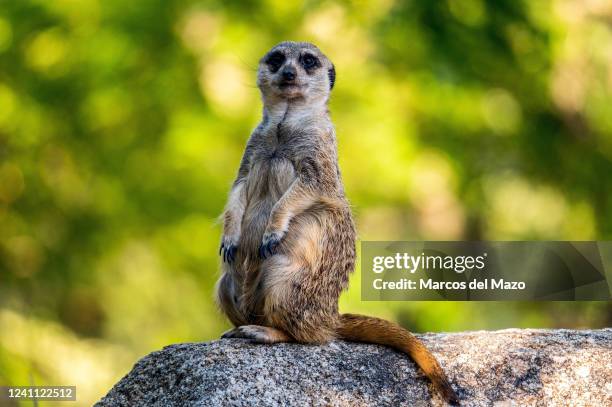 537,494 Cute Animals Photos and Premium High Res Pictures - Getty Images 537,494 Cute Animals Photos and Premium High Res Pictures - Getty Images