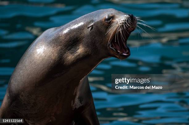 California sea lion opening its mouth pictured in its enclosure at Faunia zoo.