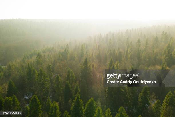 pine tree forest on sunset - foresta foto e immagini stock
