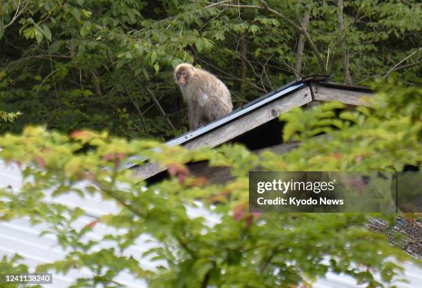 Wild monkey is spotted on the roof of an abandoned house in Katsurao, a northeastern Japan village near the crippled Fukushima Daiichi nuclear power...