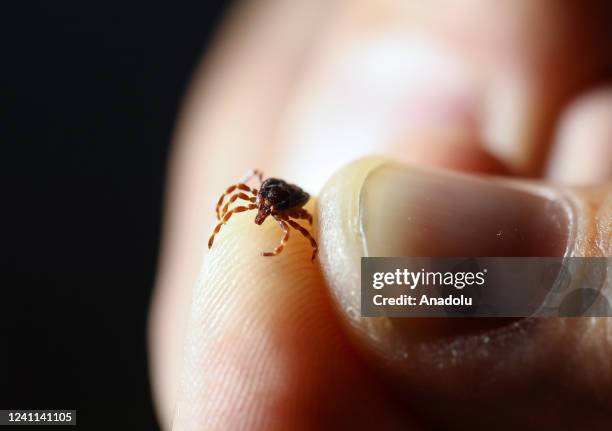 Hard-bodied Ixodid tick , that causes Crimean-Congo hemorrhagic fever, is seen in Ankara, Turkiye on May 26, 2022. Hakan Nural / Anadolu Agency