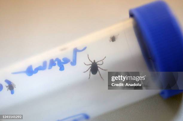 Hard-bodied Ixodid tick , that causes Crimean-Congo hemorrhagic fever, is seen in Ankara, Turkiye on May 26, 2022. Hakan Nural / Anadolu Agency