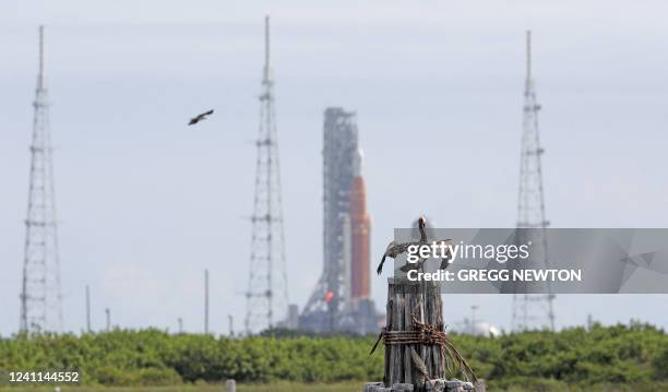 The massive Artemis I Space Launch System moon rocket sits at Launch Pad 39B at the Kennedy Space Center while a pelican dries its wings after...