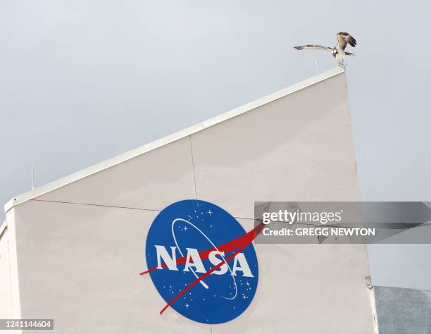 An Osprey perches near the main press center at the Kennedy Space Center in Florida o June 6, 2022. - NASA will attempt a second wet dress rehearsal...