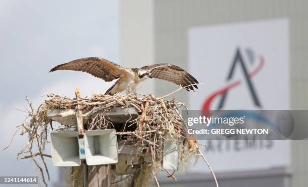 An Osprey lands at its nest atop a loudspeaker near the Vehicle Assembly Building at the Kennedy Space Center in Florida on June 6, 2022. - NASA will...