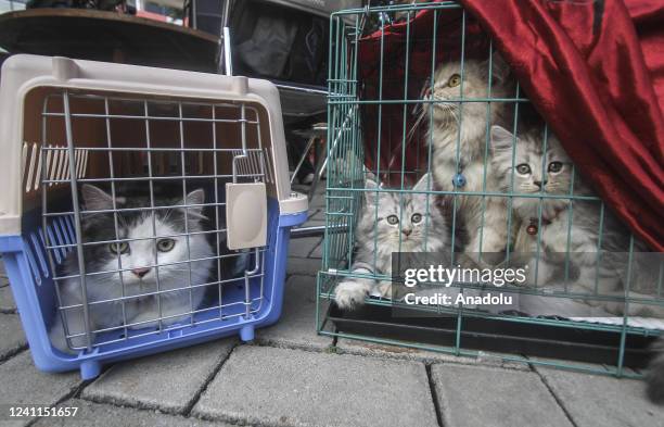 233 Rabid Cat Photos and Premium High Res Pictures - Getty Images 233 Rabid Cat Photos and Premium High Res Pictures - Getty Images