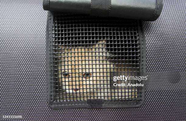 Cat is seen during rabies vaccine for a cat in Jakarta, on June 7, 2021. The free rabies vaccination provided by the Food, Maritime, and Agricultural...