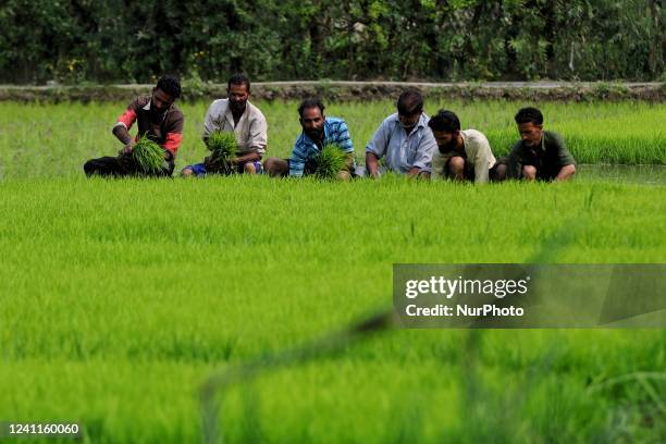 Sewing Rice Fields Indian Farmer Sowing Paddy In Field Photos and Premium High Res ...