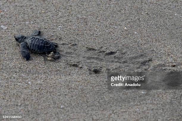 Newly hatched baby olive ridley sea turtle makes its way towards the sea after being released by tourists and conservationists ahead World Ocean Day...