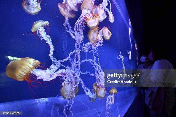 People look at an aquarium in which a species of jellyfish lives in Tokyo, Japan, on June 8 as the world celebrates World Oceans Day. Designated by...