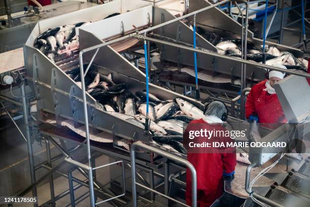 Workers are seen at the Faroese salmon farming company Bakkafrost in Bakkavegur, near Torshavn, on the Faroe Islands, a self-governing region within...