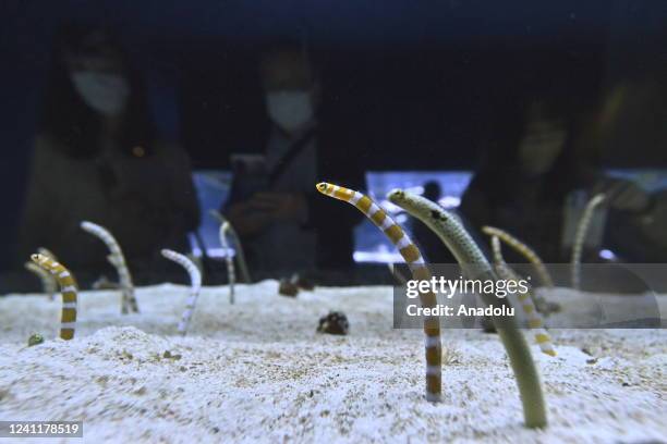 People look at an aquarium in which a species of fish evolve, in Tokyo, Japan, on June 8 as the world celebrates World Oceans Day. Designated by the...